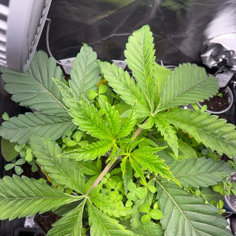 Sady growlog timeline photo