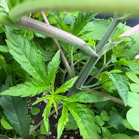 Sady growlog timeline photo