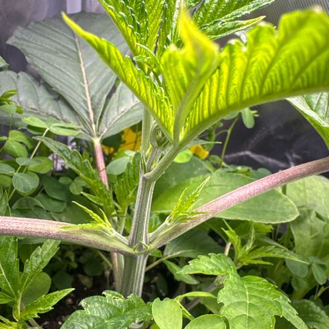Sady growlog timeline photo