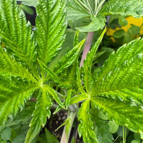 Sady growlog timeline photo