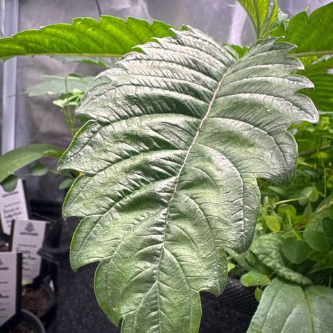 Sady growlog timeline photo