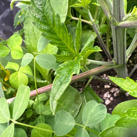 Sady growlog timeline photo