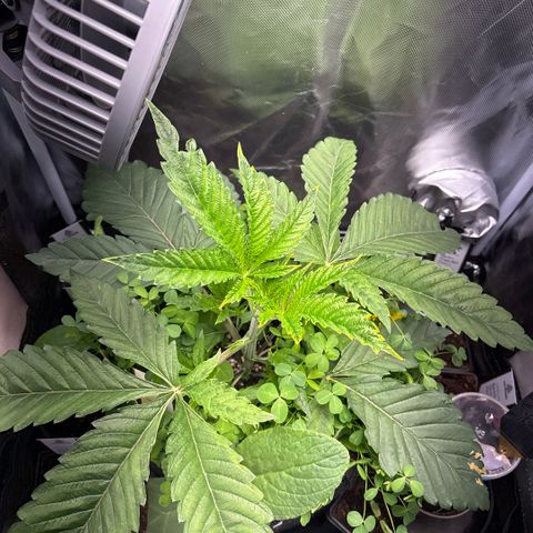 Sady growlog timeline photo