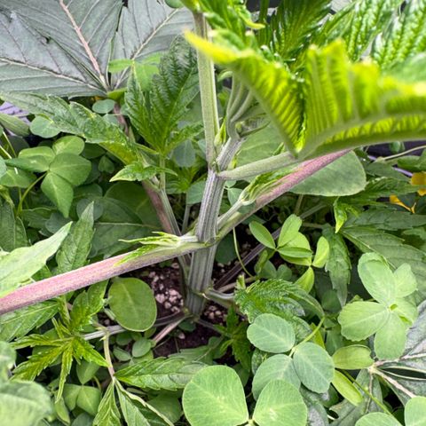 Sady growlog timeline photo