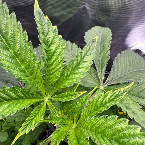 Sady growlog timeline photo