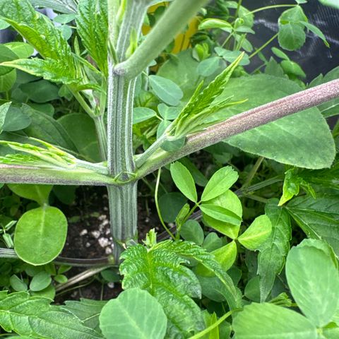 Sady growlog timeline photo