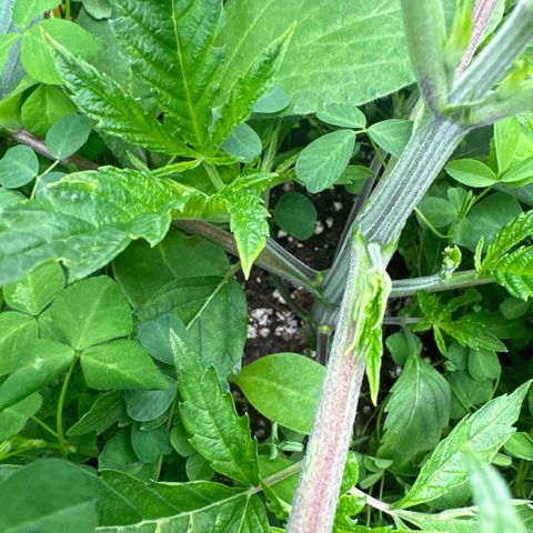 Sady growlog timeline photo