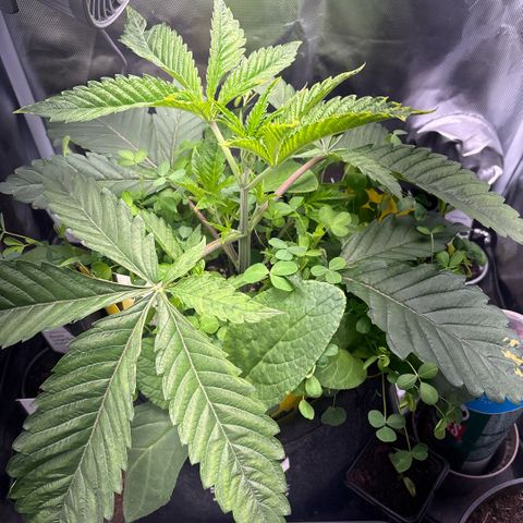 Sady growlog timeline photo