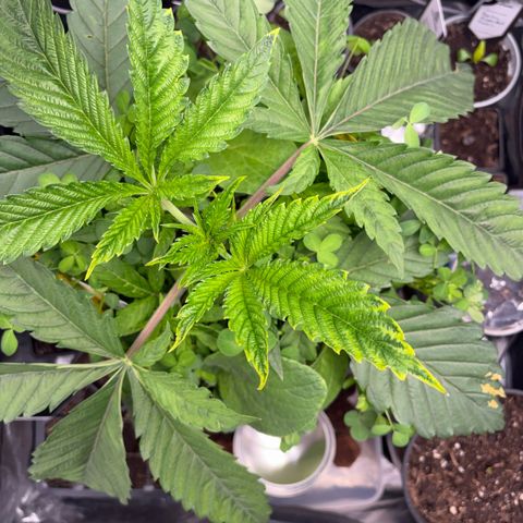 Sady growlog timeline photo