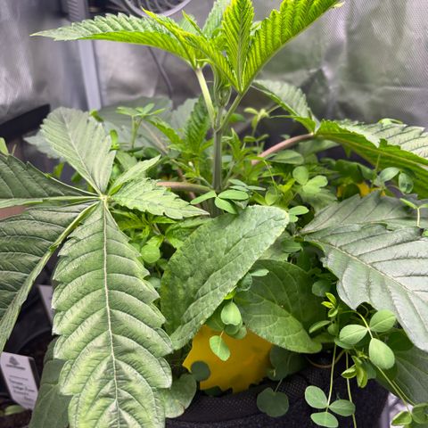 Sady growlog timeline photo