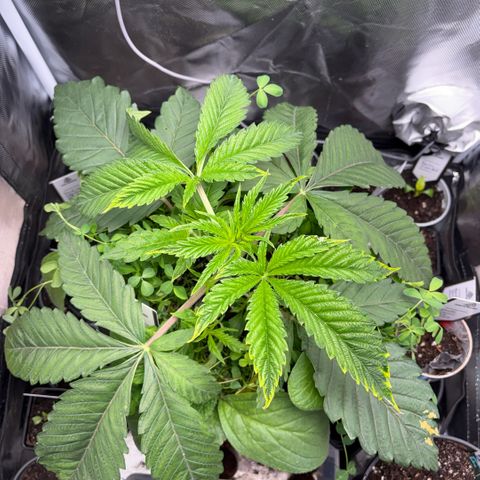 Sady growlog timeline photo