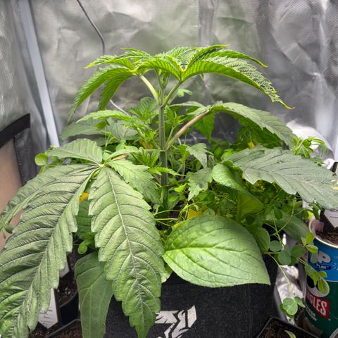 Sady growlog timeline photo