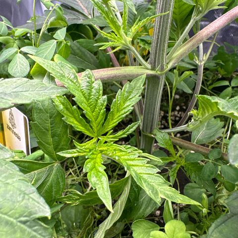 Sady growlog timeline photo