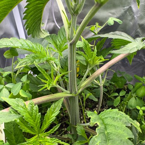 Sady growlog timeline photo