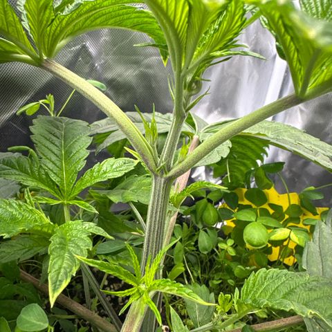 Sady growlog timeline photo