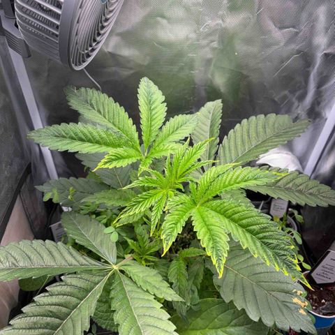 Sady growlog timeline photo