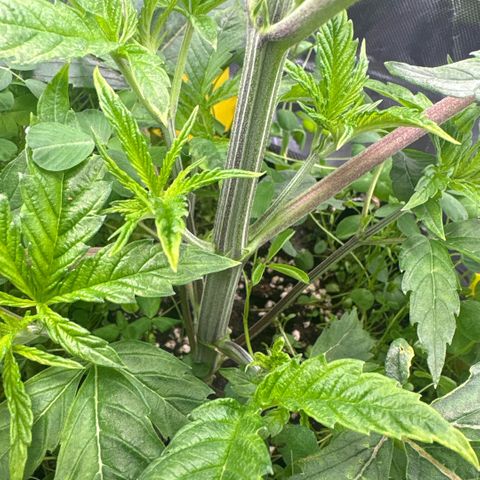 Sady growlog timeline photo