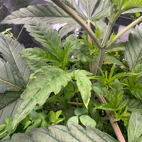 Sady growlog timeline photo
