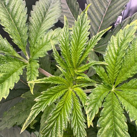 Sady growlog timeline photo