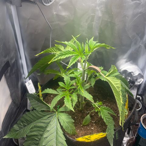 Sady growlog timeline photo