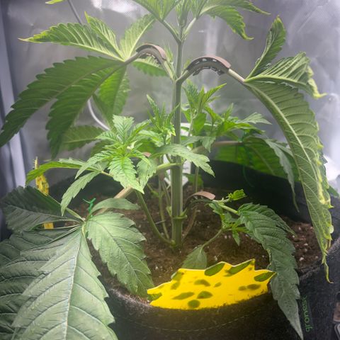 Sady growlog timeline photo