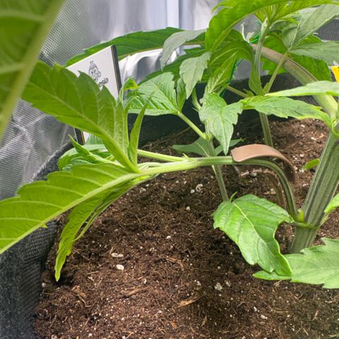 Sady growlog timeline photo