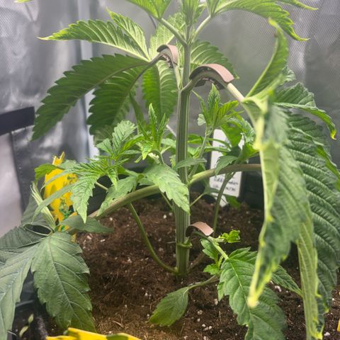 Sady growlog timeline photo