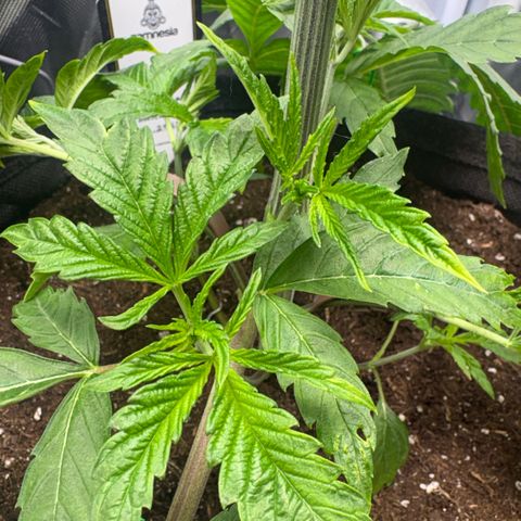 Sady growlog timeline photo