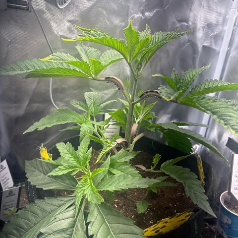 Sady growlog timeline photo