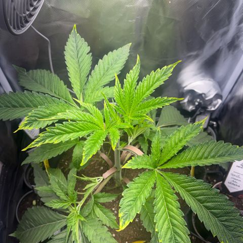 Sady growlog timeline photo
