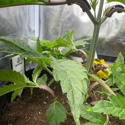 Sady growlog timeline photo