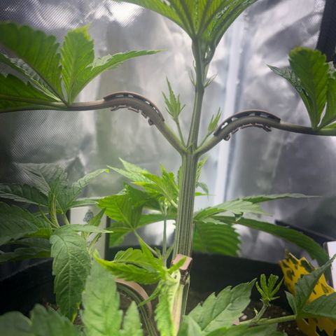Sady growlog timeline photo