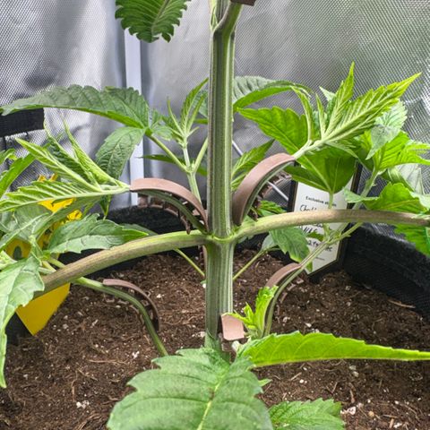 Sady growlog timeline photo