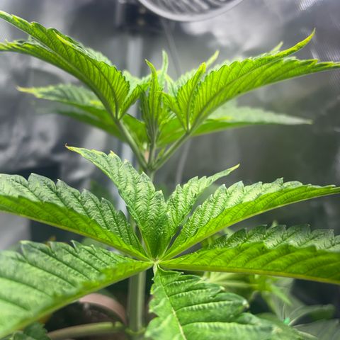 Sady growlog timeline photo