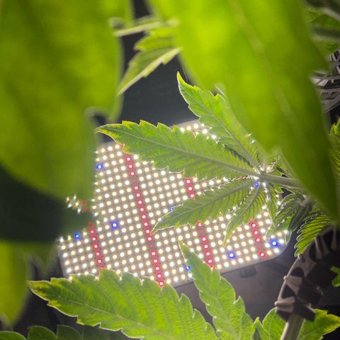 Sady growlog timeline photo