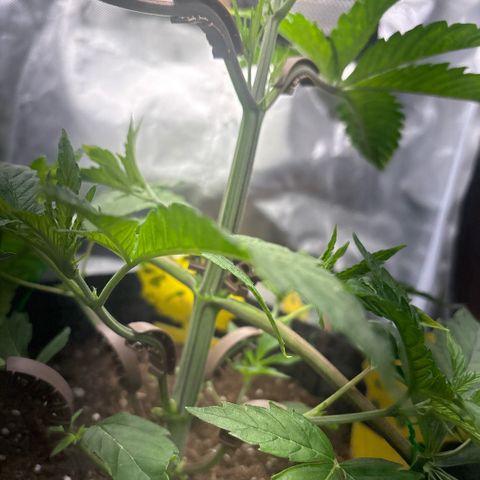 Sady growlog timeline photo