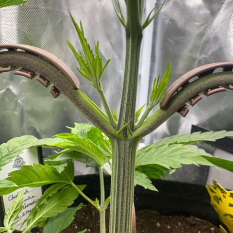 Sady growlog timeline photo
