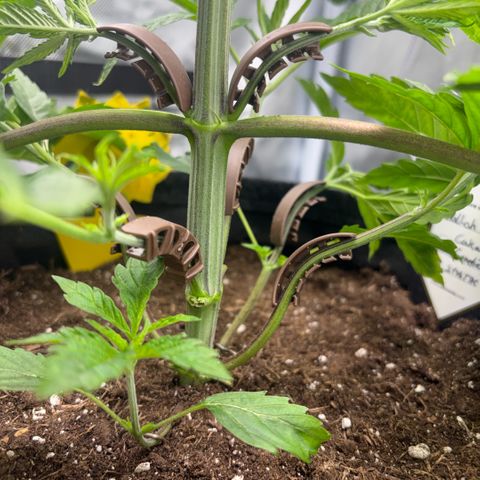 Sady growlog timeline photo