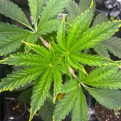 Sady growlog timeline photo