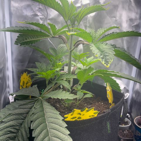 Sady growlog timeline photo