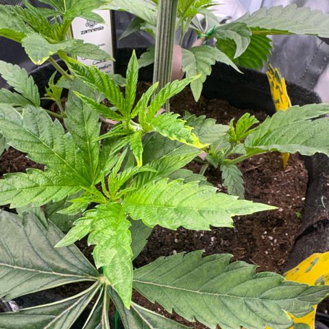 Sady growlog timeline photo
