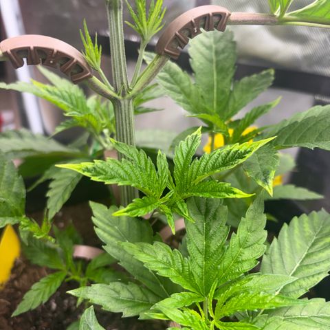 Sady growlog timeline photo