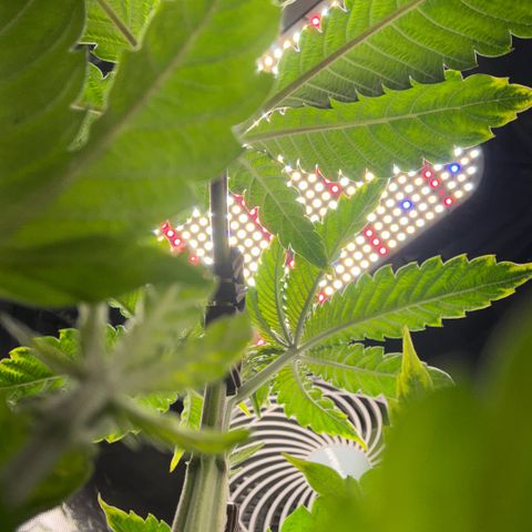 Sady growlog timeline photo