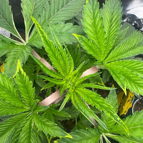 Sady growlog timeline photo