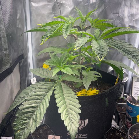 Sady growlog timeline photo