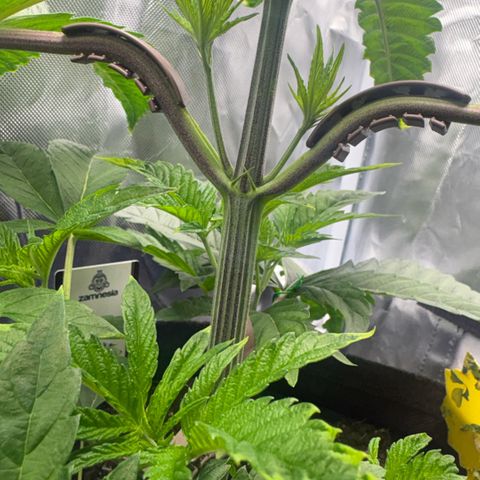 Sady growlog timeline photo