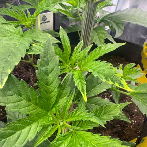 Sady growlog timeline photo