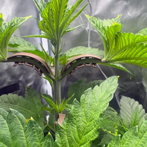 Sady growlog timeline photo