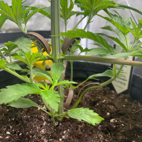 Sady growlog timeline photo