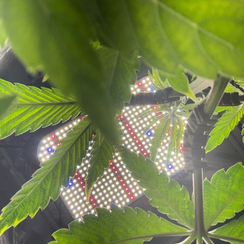 Sady growlog timeline photo